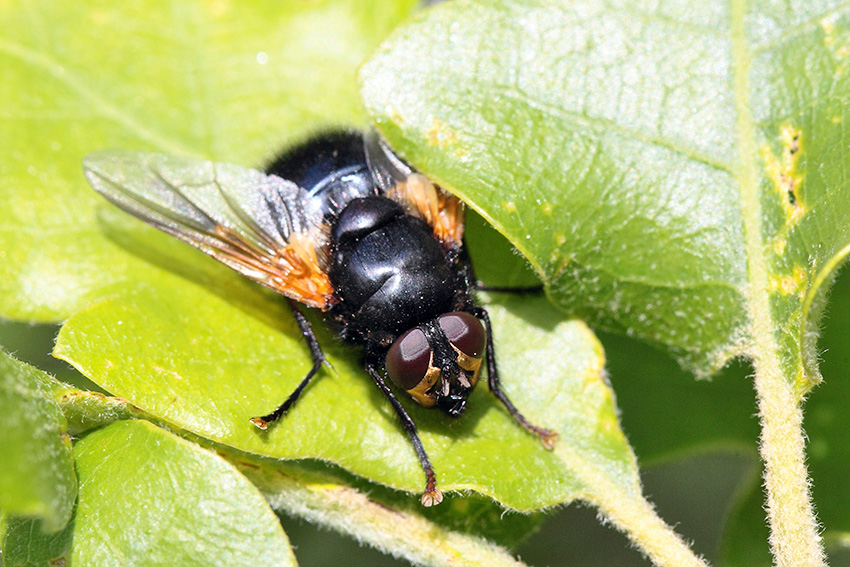 Tachina grossa? No. Mesembrina meridiana (Muscidae)